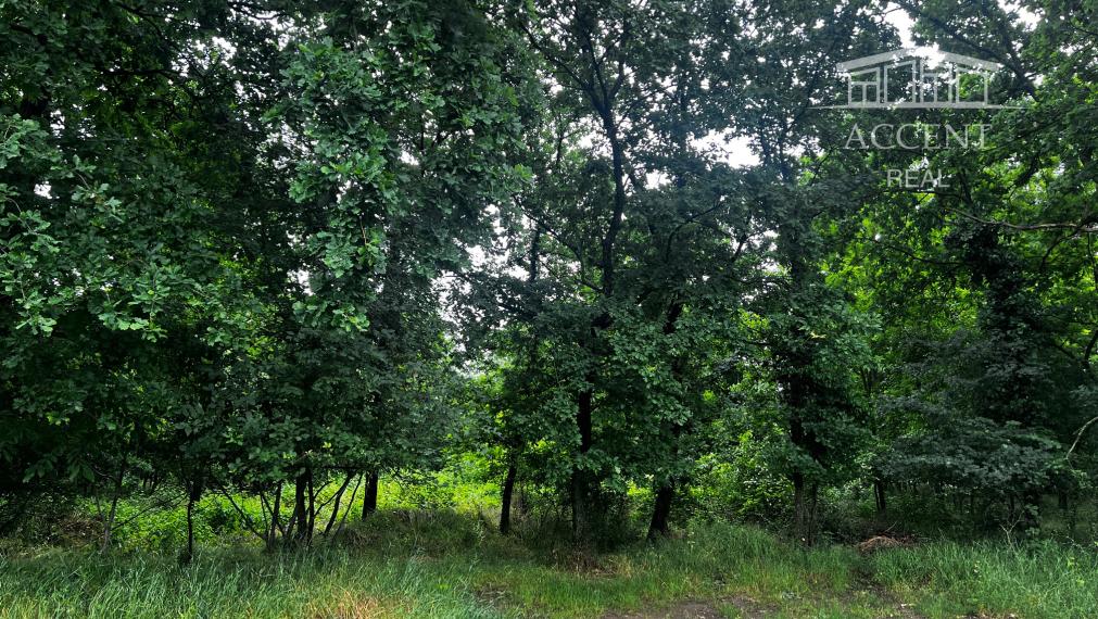 LESNÝ POZEMOK V SUSEDSTVE CHATOVEJ OSADY - 4845M2 - DEVÍNSKE JAZERO