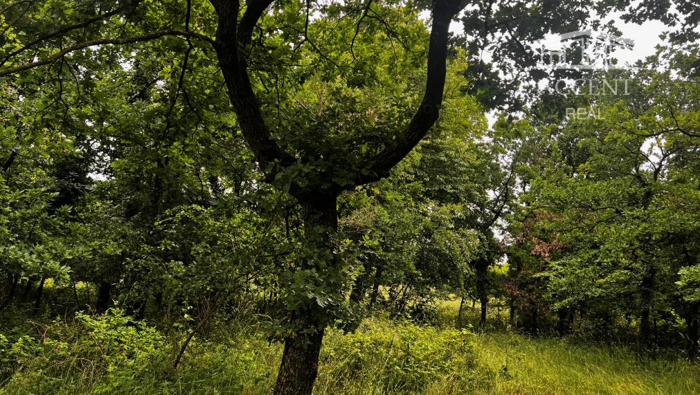 LESNÝ POZEMOK V SUSEDSTVE CHATOVEJ OSADY - 4845M2 - DEVÍNSKE JAZERO