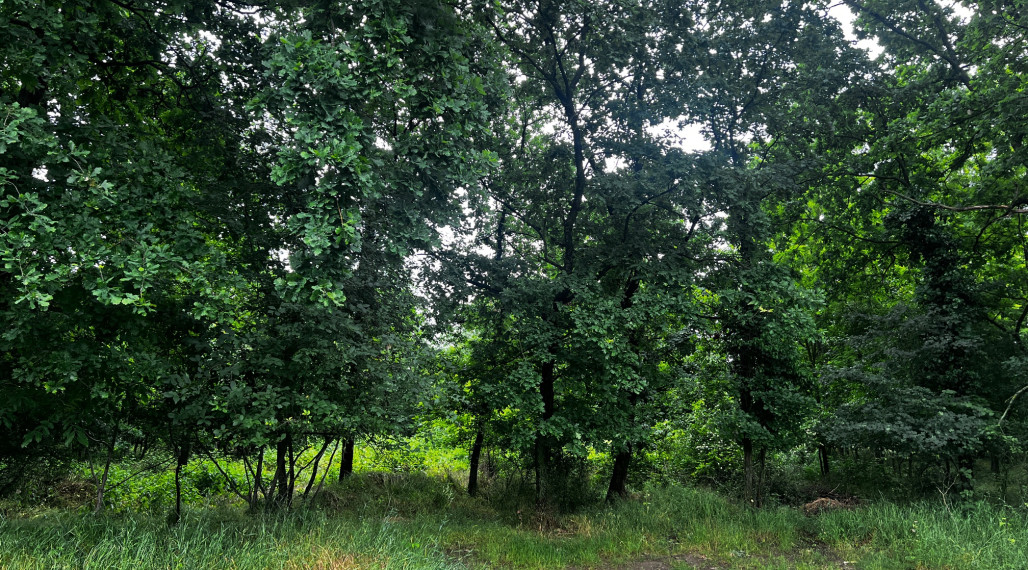 LESNÝ POZEMOK V SUSEDSTVE CHATOVEJ OSADY - 4845M2 - DEVÍNSKE JAZERO