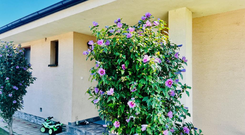 PRIESTRANNÝ 4-IZBOVÝ BUNGALOV (188M2) S GARÁŽOU A S PEKNÝM POZEMKOM (550M2) LEN 4KM OD SENCA - HRUBÝ ŚÚR