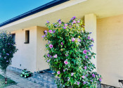 ZNÍŽENÁ CENA- PRIESTRANNÝ 4-IZBOVÝ BUNGALOV (188M2) S GARÁŽOU A S PEKNÝM POZEMKOM (550M2) LEN 4KM OD SENCA - HRUBÝ ŚÚR - fotografia 7