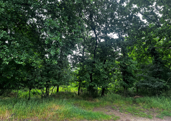 LESNÝ POZEMOK V SUSEDSTVE CHATOVEJ OSADY - 4845M2 - DEVÍNSKE JAZERO